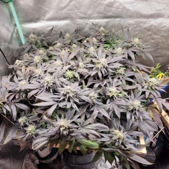 Purple #1 - картинка 3