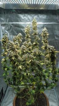 Dark Phoenix - картинка 3