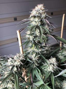 Sensi Star - картинка 3