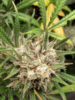 Jealousy Z XL Auto - картинка 3