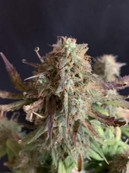 Niagara Auto - картинка 9