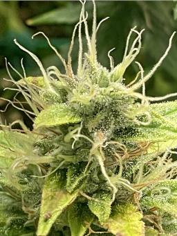 G14 Auto - картинка 3