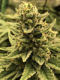 White Widow - картинка 4