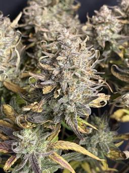 Sweet Madness Auto - картинка 4