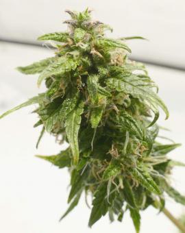 Medikit Auto - картинка 5