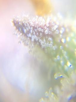 White Widow Auto - картинка 5