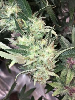 HiFi 4G - картинка 8