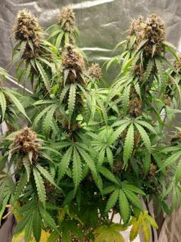 Auto White Widow genetics - картинка 4