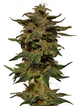 Bubba Kush - картинка 2