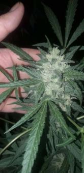 Stromboli Auto - картинка 3