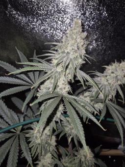 Blue Zushi - картинка 4