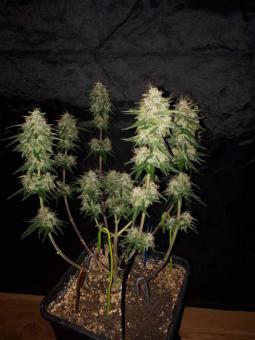 Buddha Syrup Auto - картинка 6