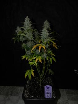 Blue Gem - картинка 2