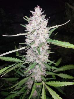 Forbidden Runtz Auto - картинка 4