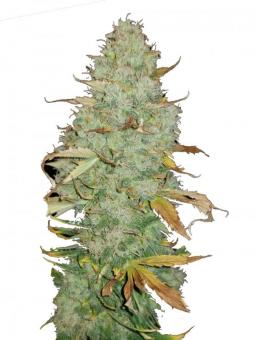 Lemon Skunk - картинка 1