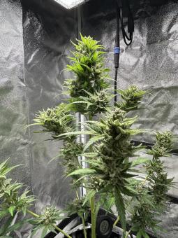 Pound Cake Auto - картинка 1