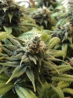 Holy Punch - картинка 3