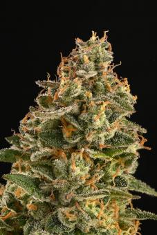 Mack & Crack Auto - картинка 5