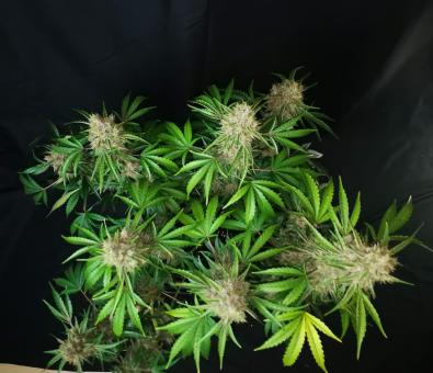 Amaretto Tarmac - картинка 2