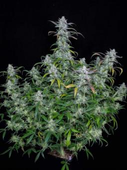 Forbidden Runtz Auto - картинка 5