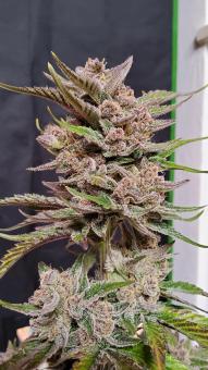 Orange Apricot Glue XL Auto - картинка 2