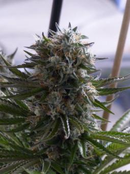Chemo Kush genetics fem - картинка 2