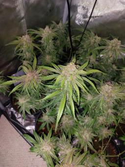 Auto Mass genetics - картинка 4