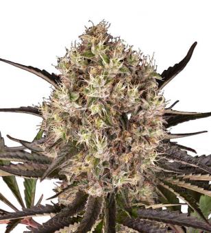 Runtz Muffin - картинка 1