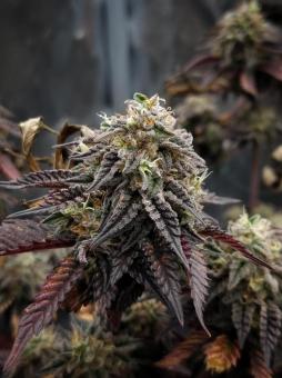 Meringue - картинка 3