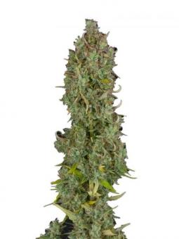 Gelato Seeds - картинка 10