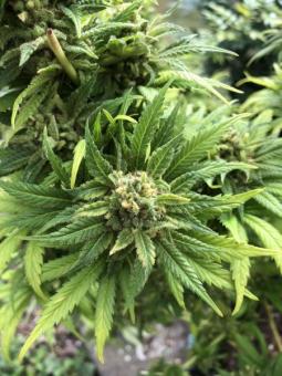 Atomical Haze - картинка 4