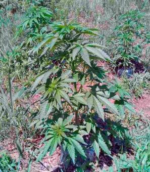 Sweet Skunk F1 Fast Version - картинка 4