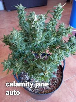 Calamity Jane Auto - картинка 6