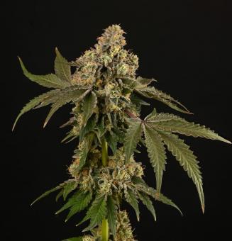 Apollo Black Cherry - картинка 4