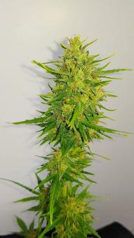 Vertigo Auto - картинка 2