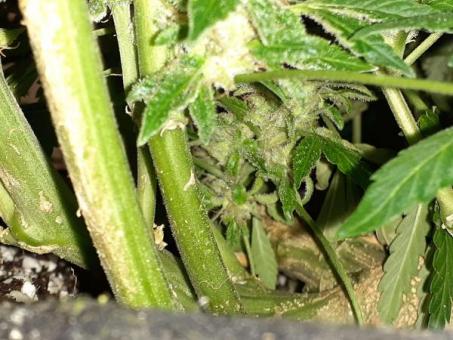 CBD Auto 20:1 - картинка 3