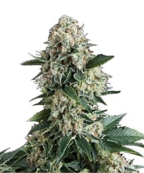 Auto New York City - картинка 1