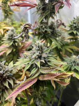 Gorilla Melon - картинка 2