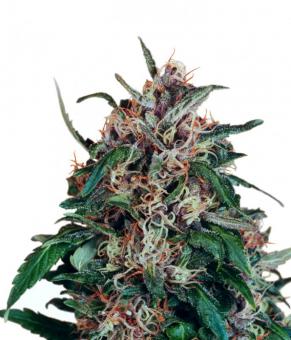 Hollands Hope - картинка 1