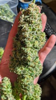 Critical Auto - картинка 3