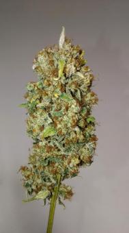 Sour Tangie Dawg - картинка 8