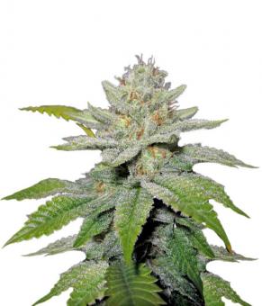 No Name - картинка 2