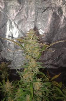 BubbleGum Auto - картинка 5