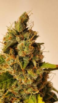 Green Poison XL Auto® - картинка 6