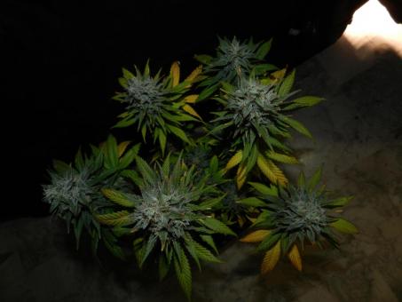 Blue Gem - картинка 3