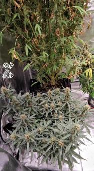 Chronic Fast F1 BX Regular - картинка 4