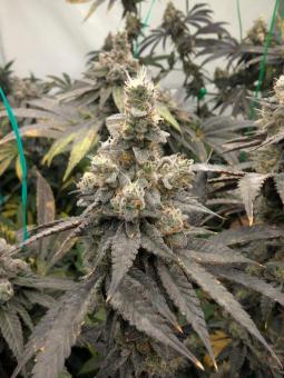 Purple Fast F1 BX Regular - картинка 2