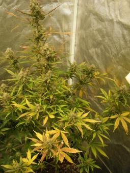 Critical Plus Auto - картинка 3