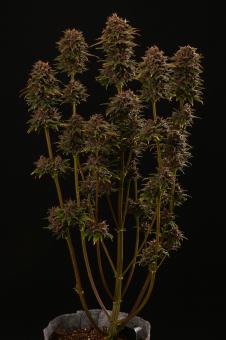 Superior Champions Auto Mix - картинка 1