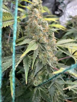 Auto Northern Light genetics - картинка 4